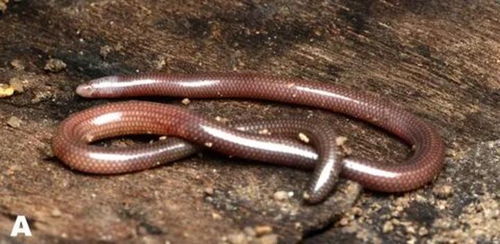 Bonobo: Nguồn Gốc Tiến Hóa Của Ngôn Ngữ Con Người?